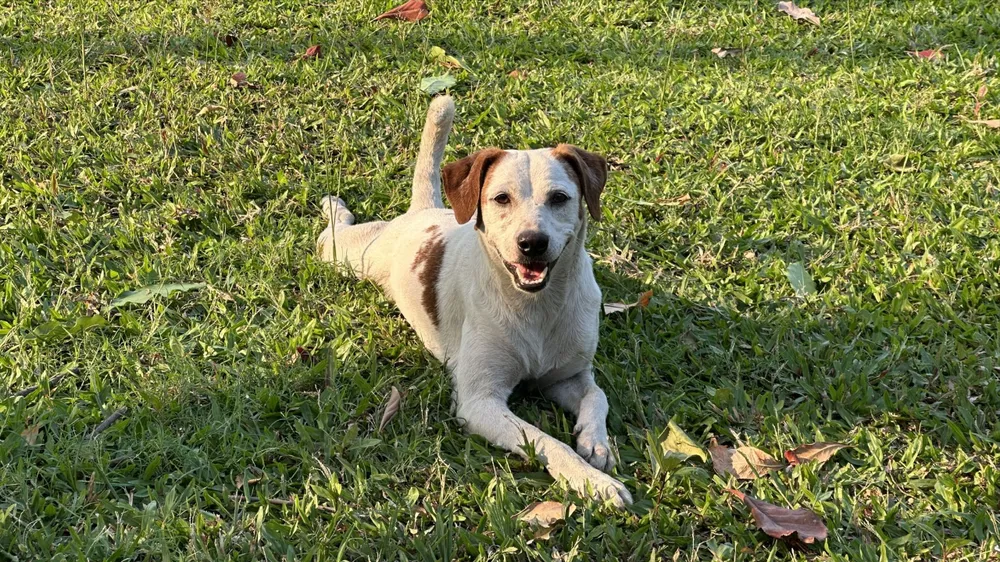 Tình trạng chó thả rông, không rọ mõm diễn ra phổ biến ở các công viên TP Đà Nẵng