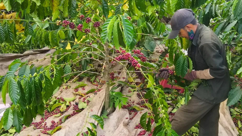 Giá cà phê trong nước tăng