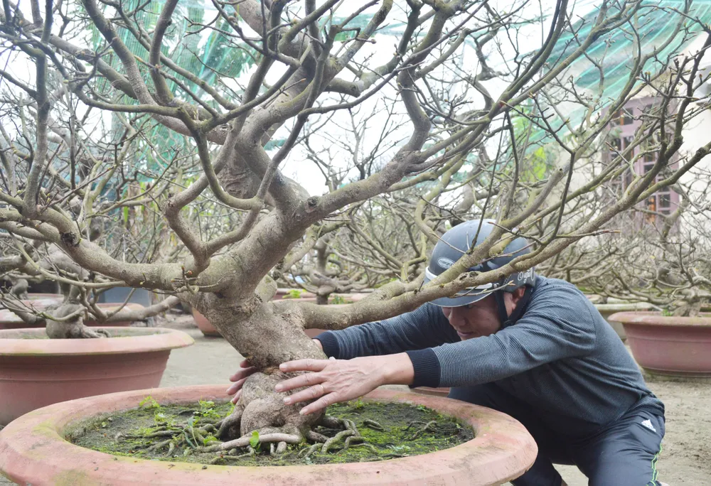 Làng nghề Quảng Nam rộn ràng đón tết ảnh 6