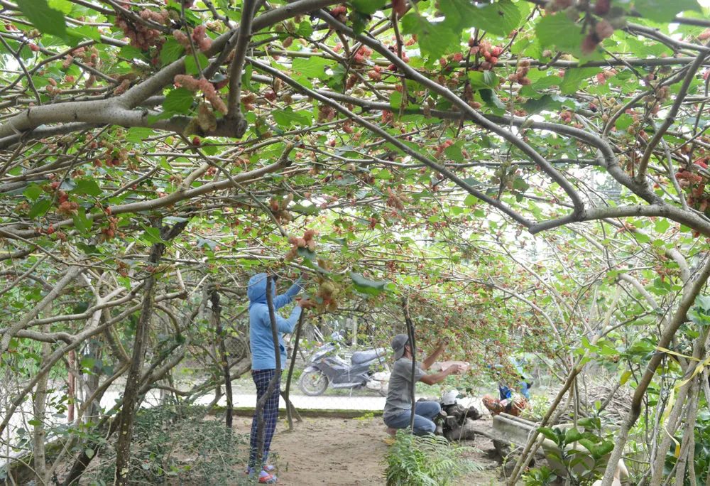 Làng nghề Quảng Nam rộn ràng đón tết ảnh 5