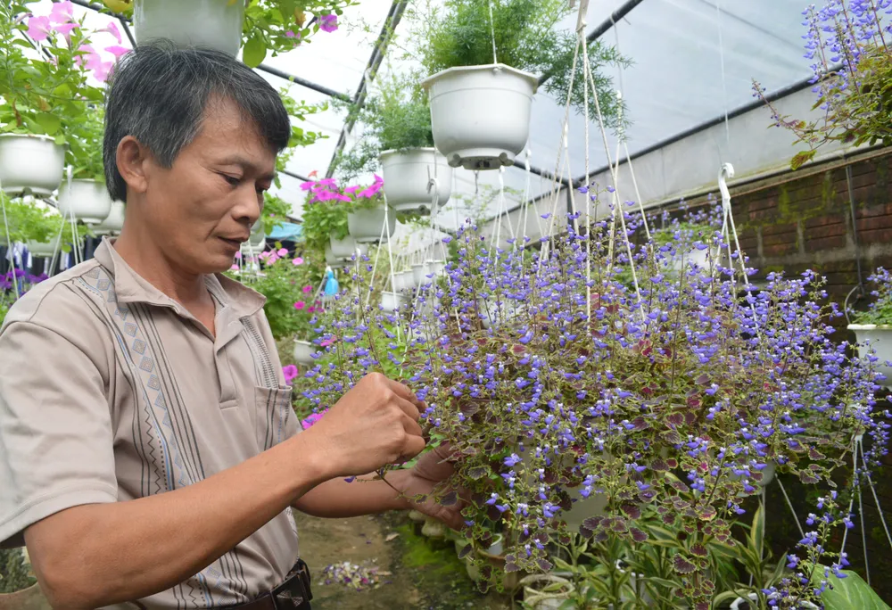 Làng nghề Quảng Nam rộn ràng đón tết ảnh 3