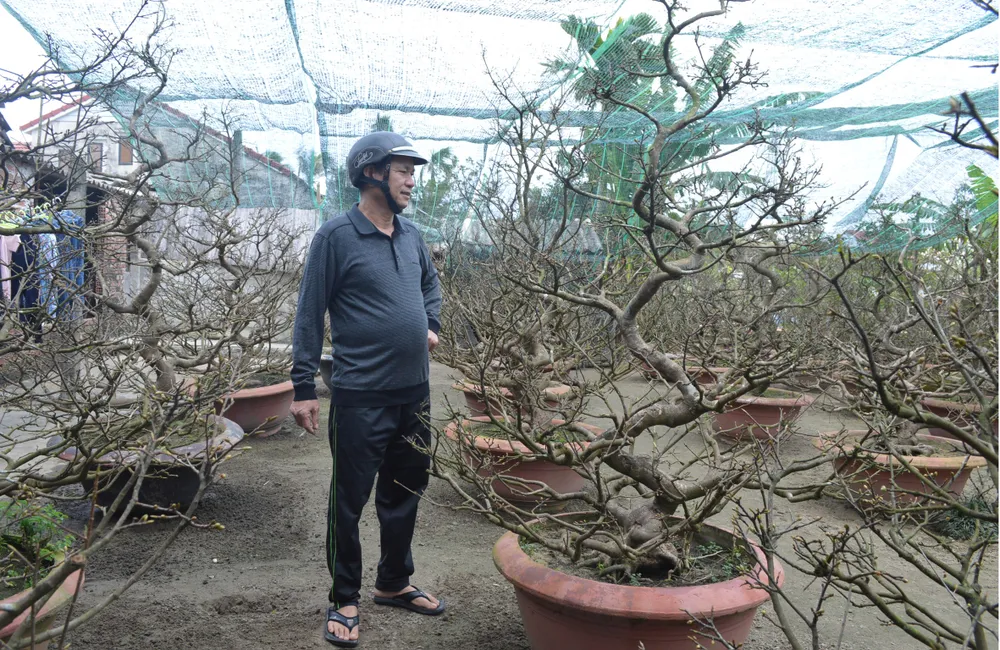 Làng nghề Quảng Nam rộn ràng đón tết ảnh 7