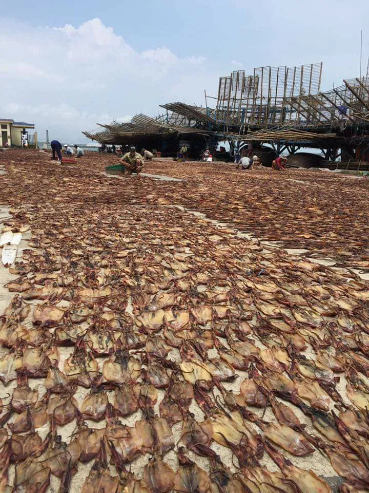 Ngư dân Quảng Nam kiếm tiền tỷ sau chuyến câu mực khơi ảnh 1