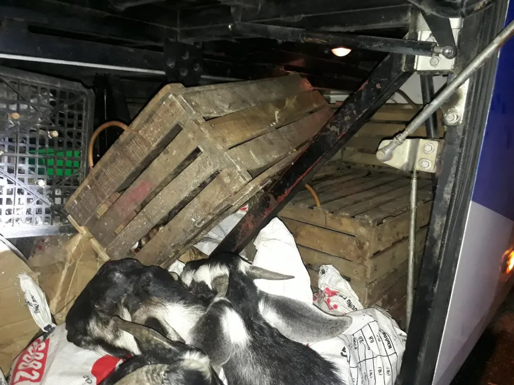 Thả 15 cá thể cầy vòi hương, cầy vòi mốc về rừng ảnh 2