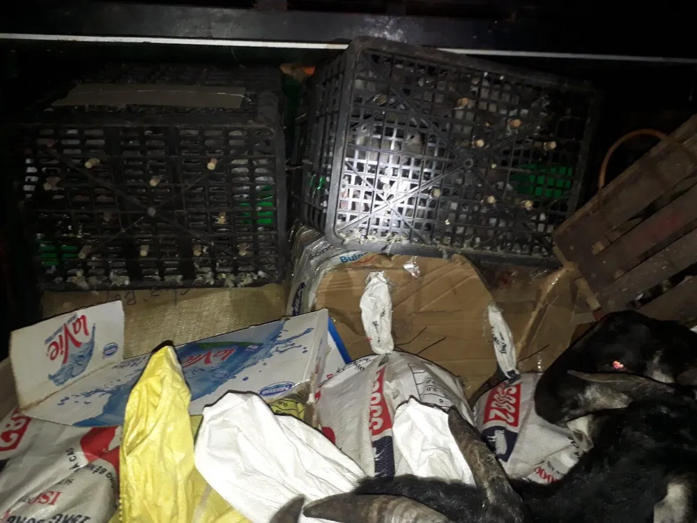 Số thú rừng được phát hiện và thu giữ trên xe khách