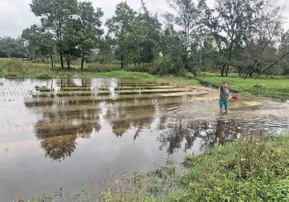 Hoa màu ngập úng vì… dự án lấp mương? ảnh 3