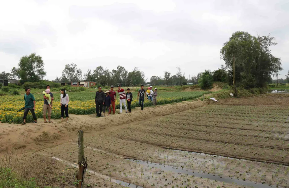 Hoa màu ngập úng vì… dự án lấp mương? ảnh 2