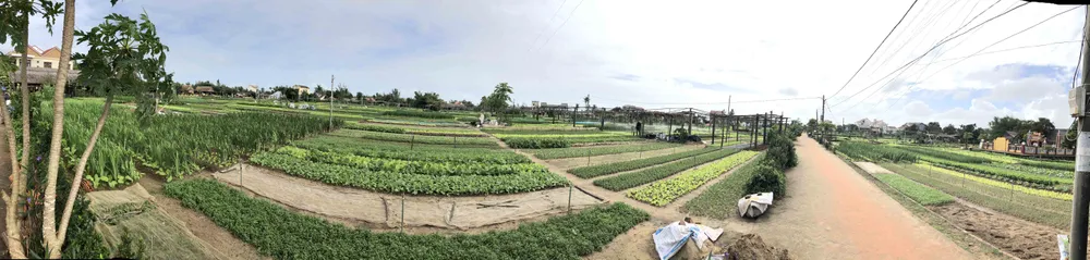 Đón đoàn khách du lịch xông đất Hội An đầu năm ảnh 1