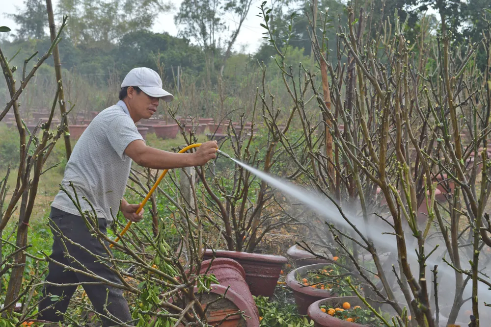 Vừa qua tết, chộn rộn thu mua quất "xác" ảnh 6