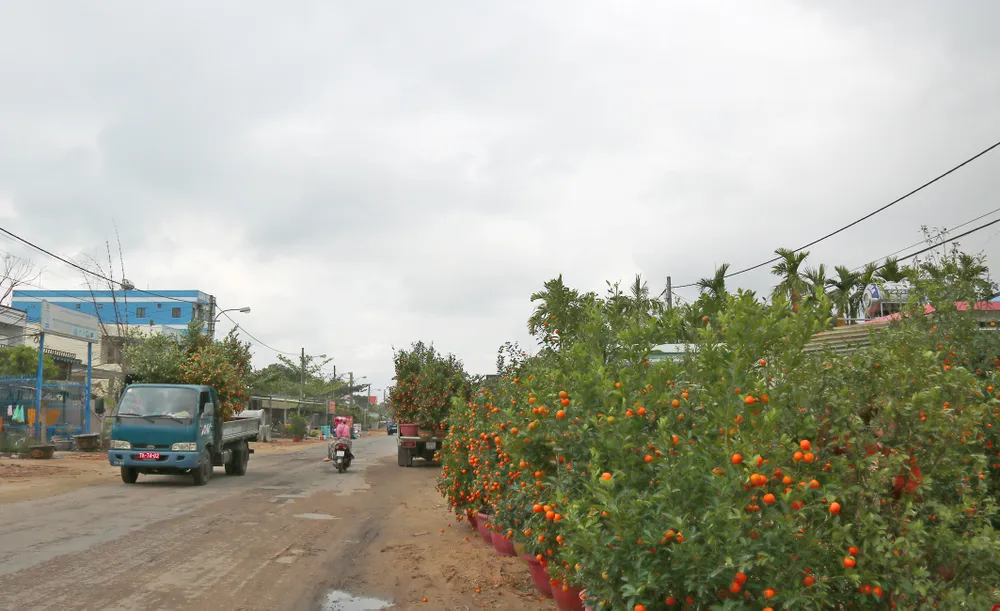 Vừa qua tết, chộn rộn thu mua quất "xác" ảnh 2