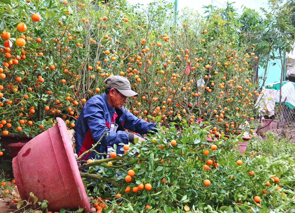 Vừa qua tết, chộn rộn thu mua quất "xác" ảnh 4