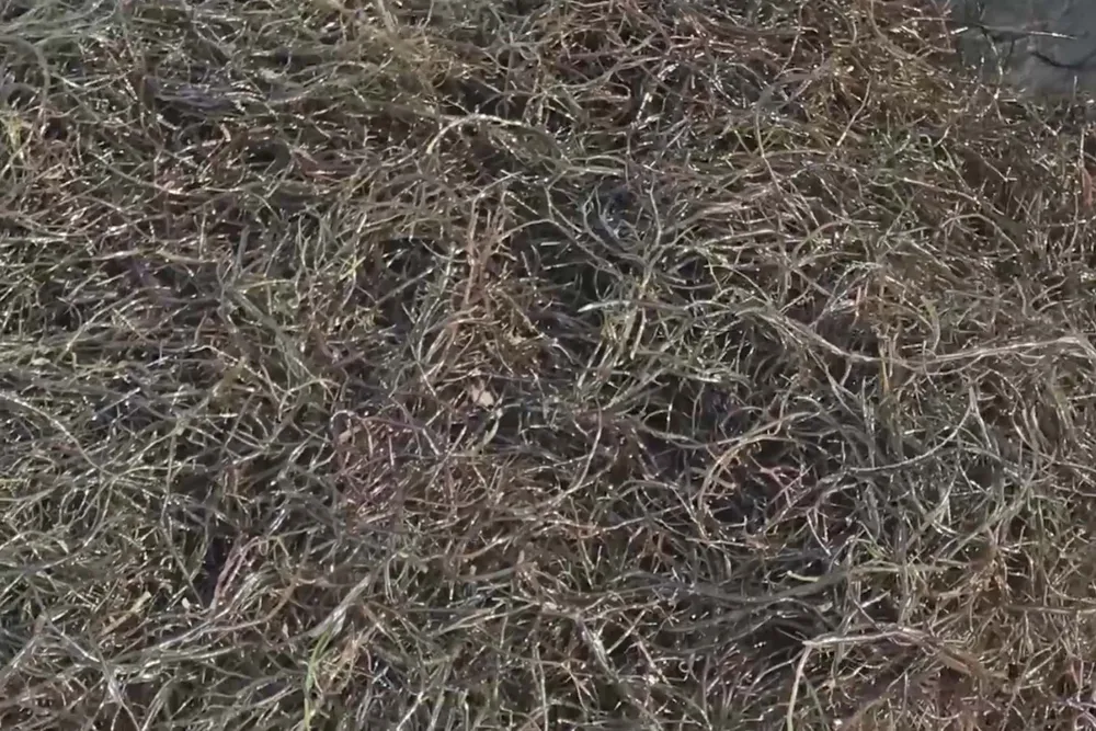 Mưu sinh giữa mùa dịch ảnh 4