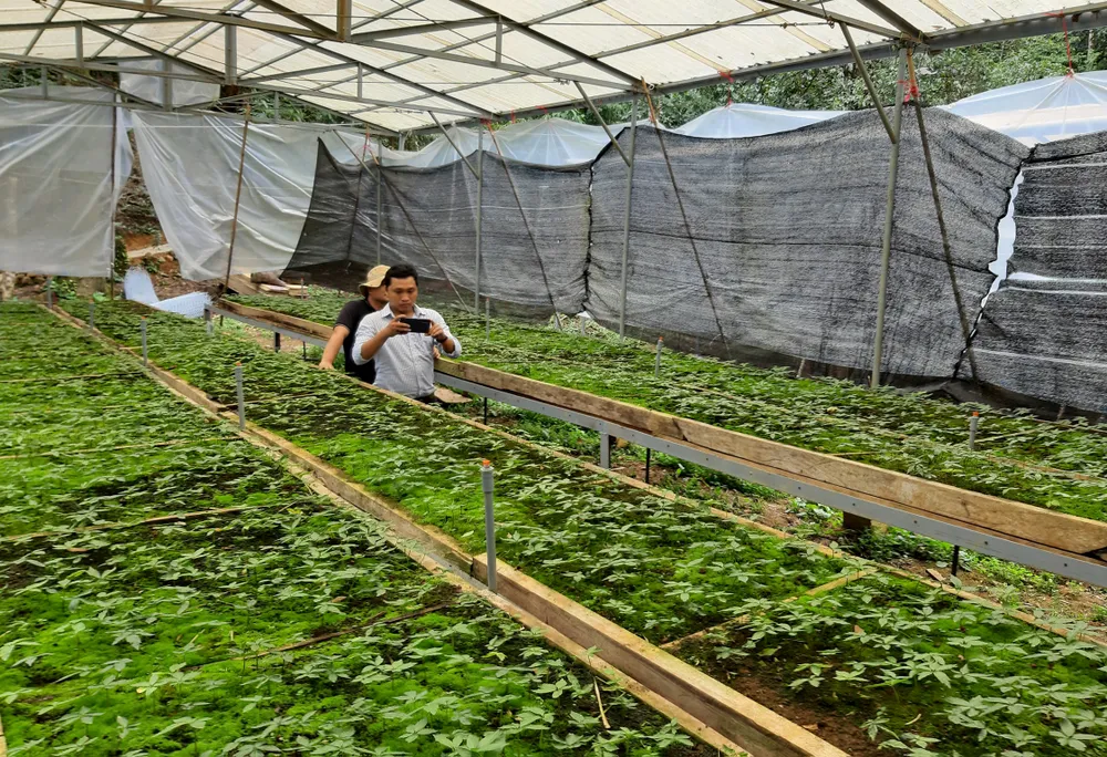 Áp dụng khoa học kỹ thuật vào ươm giống sâm Ngọc Linh ảnh 4