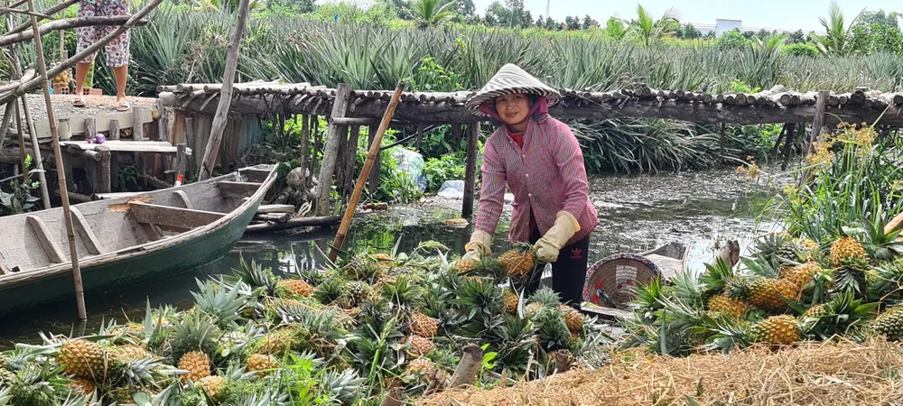 Nỗ lực tiêu thụ khóm chín trong vùng Đồng Tháp Mười ảnh 1