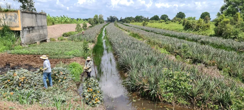 Nỗ lực tiêu thụ khóm chín trong vùng Đồng Tháp Mười ảnh 5