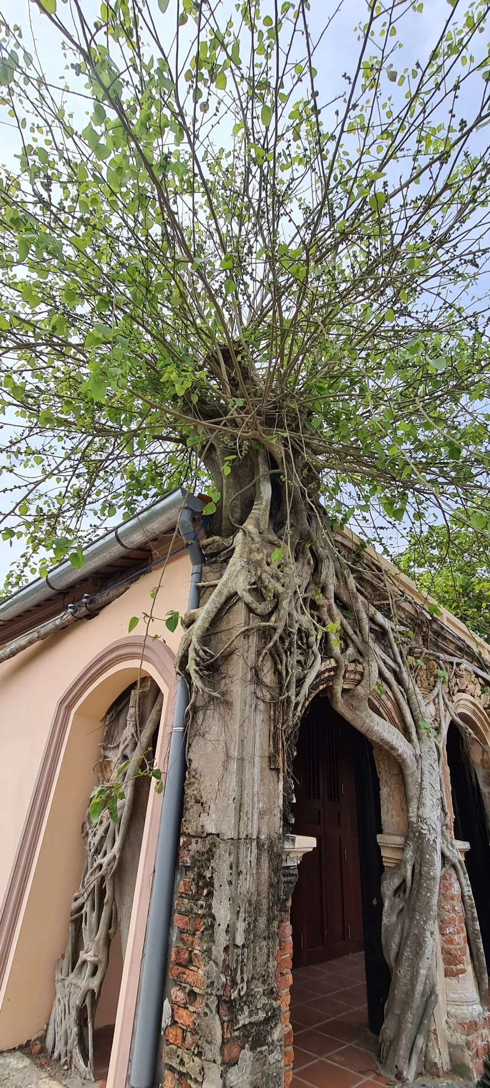 Ngôi đình trăm tuổi được ôm trọn và chống đỡ bởi hai gốc cây bồ đề to lớn ảnh 4