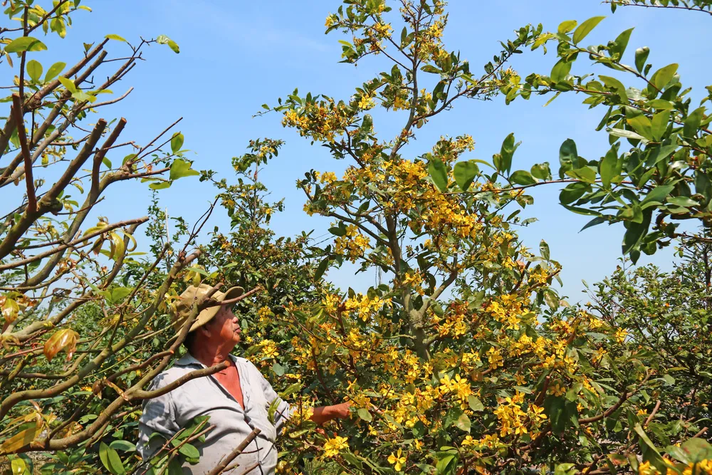 Làng tỷ phú giữa Đồng Tháp Mười ảnh 2