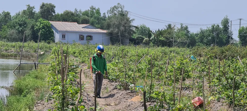 Làng tỷ phú giữa Đồng Tháp Mười ảnh 13