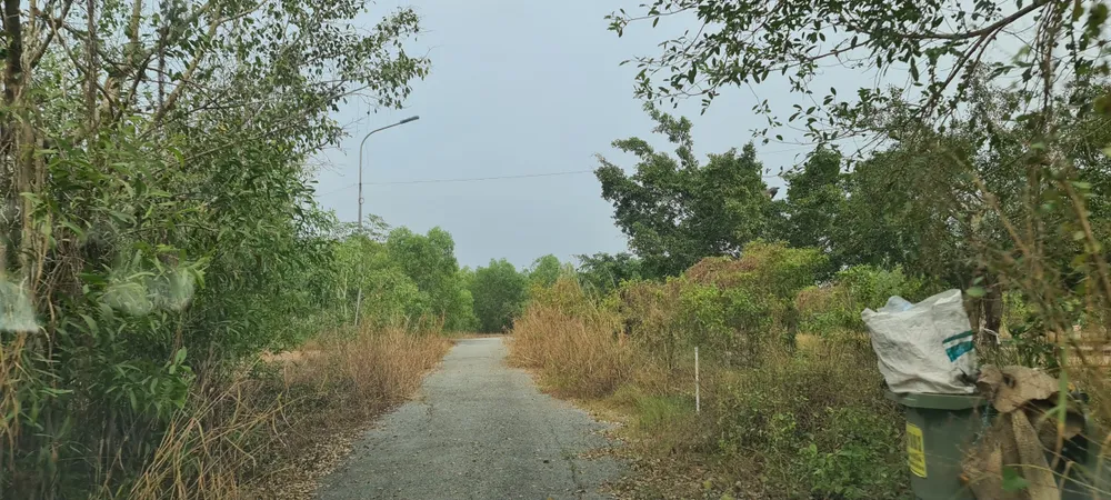 Lâm viên thanh niên hoang tàn, đầy rác thải y tế ảnh 8