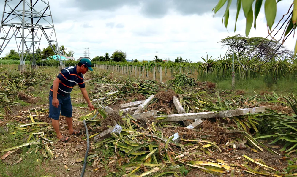 Khuyến cáo người trồng thanh long cố gắng giữ vườn ảnh 6