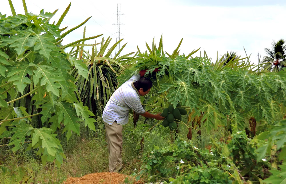 Khuyến cáo người trồng thanh long cố gắng giữ vườn ảnh 4