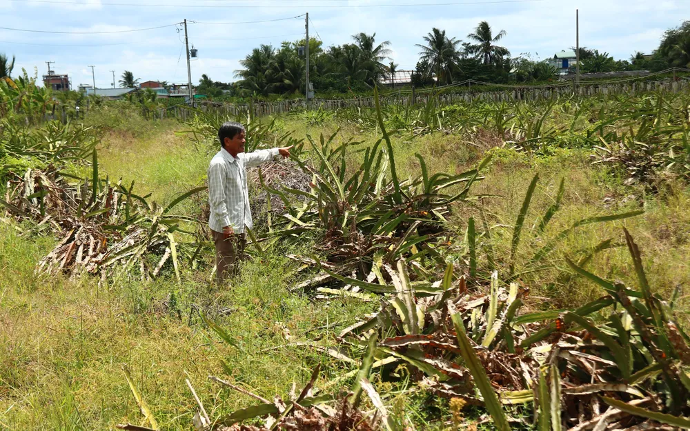 Khuyến cáo người trồng thanh long cố gắng giữ vườn ảnh 5