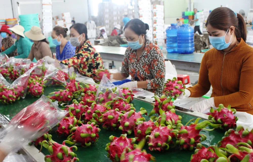 Nhờ hợp tác xã, người trồng thanh long luôn có lãi ảnh 2