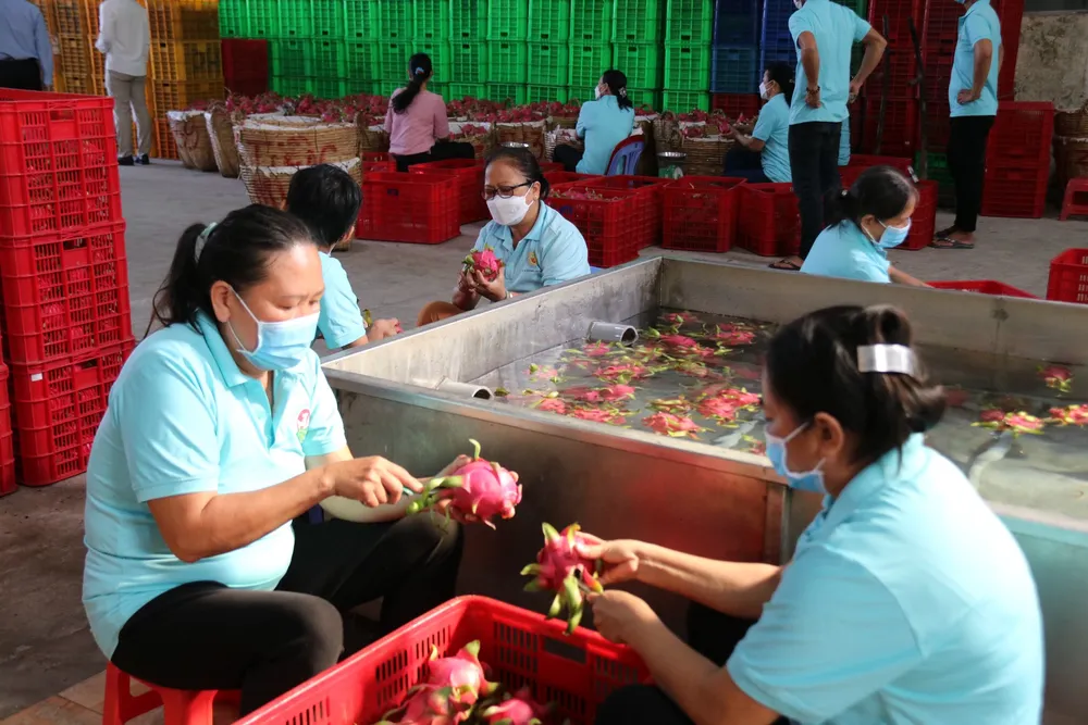 Nhờ hợp tác xã, người trồng thanh long luôn có lãi ảnh 5