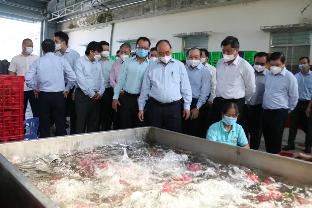 Nhờ hợp tác xã, người trồng thanh long luôn có lãi ảnh 6