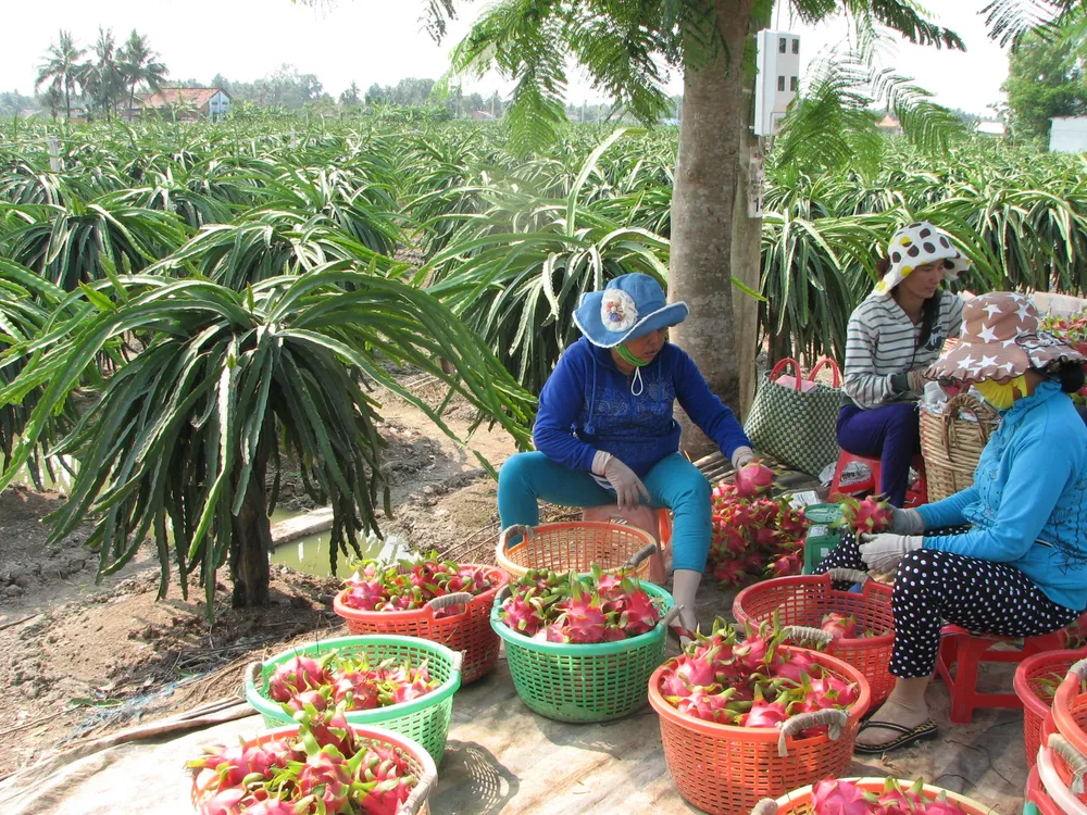 ĐBSCL: Thanh long tăng giá, nông dân không còn nhiều để bán ảnh 2