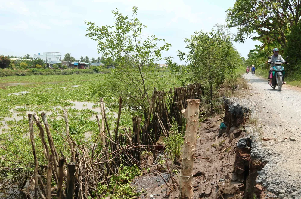 Kênh Chợ Gạo sạt lở uy hiếp cuộc sống người dân ảnh 4