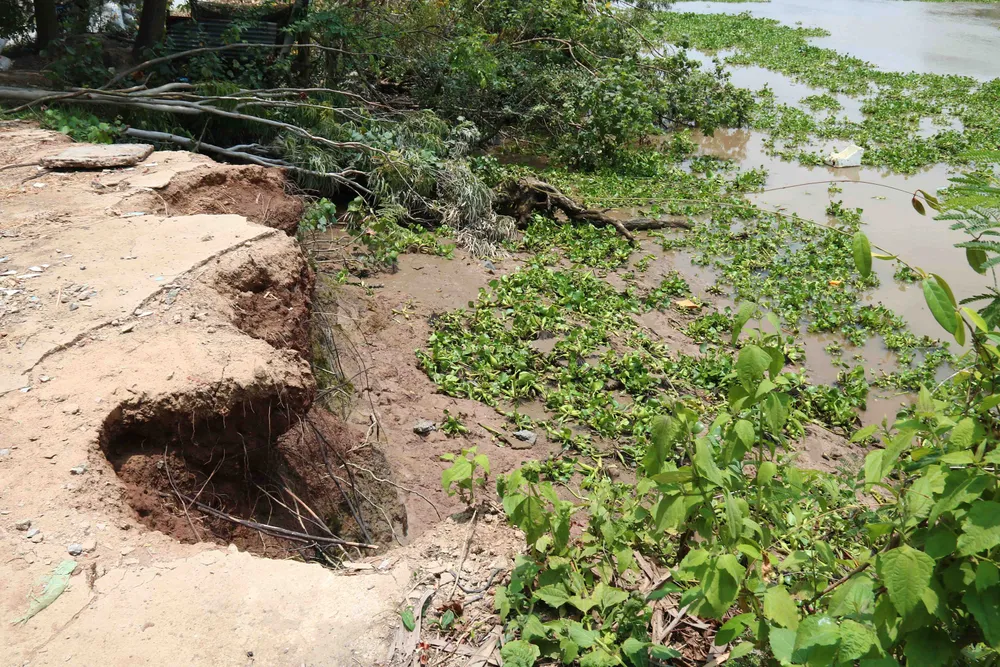 Kênh Chợ Gạo sạt lở uy hiếp cuộc sống người dân ảnh 5