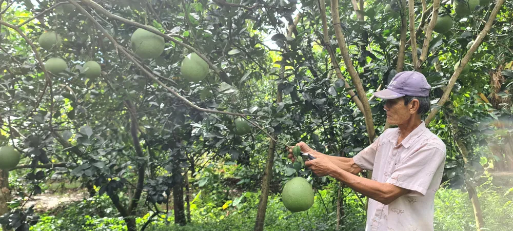 Cơ giới hóa sản xuất cây ăn trái ĐBSCL: Tăng cường hỗ trợ nông dân tiếp cận với máy móc ảnh 2