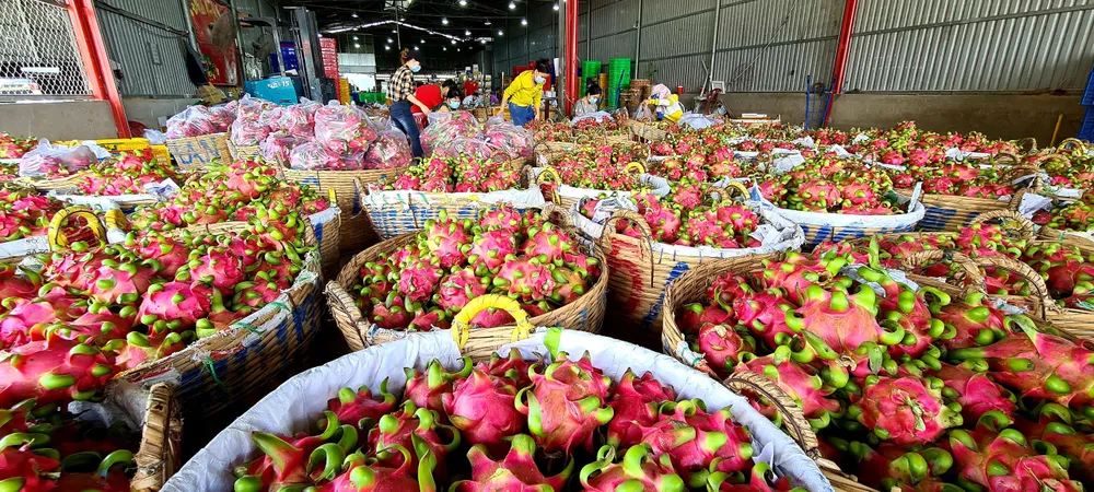 Công ty Hoàng Phát Fruit đã thực thi công tác bảo hộ thương mại trái thanh long ruột đỏ LD1 đối với thị trường Nhật Bản và Hàn Quốc