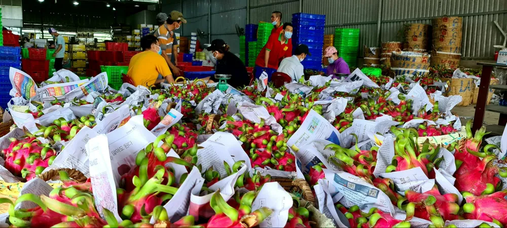 Ngành chức năng tỉnh Long An cũng đã hỗ trợ doanh nghiệp, người dân rất nhiều trong việc thương lượng, đàm phán với đơn vị bảo hộ giống