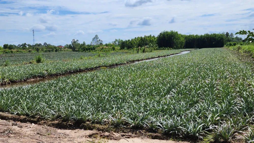 Cây khóm, một loại cây được mệnh danh là cây xoá đói giảm nghèo, cây chủ lực góp phần phát triển kinh tế huyện Tân Phước