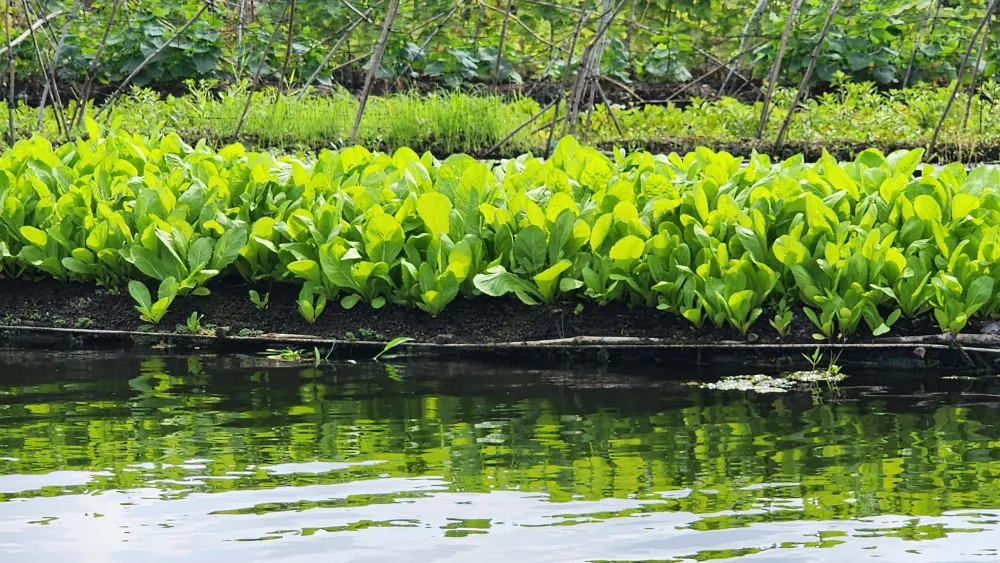 Rau dạt sẽ làm thức ăn cho cá