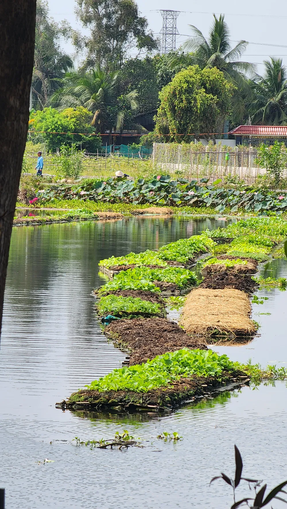 Các bè rau được cố định với bờ bằng dây cáp