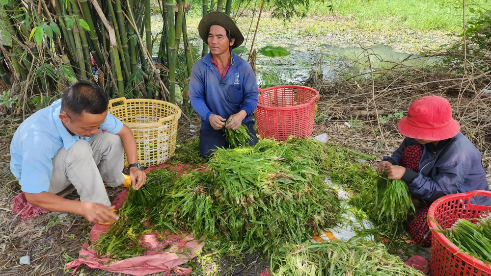 Ông Ngô Văn Ùm (giữa) lặt hẹ nước cùng người lao động