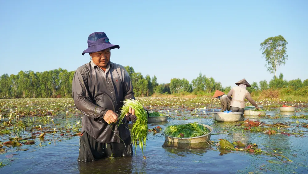 Sau khi nhổ hẹ lên khỏi mặt nước, người dân lựa cỏ bỏ đi rồi mới cho vào thau