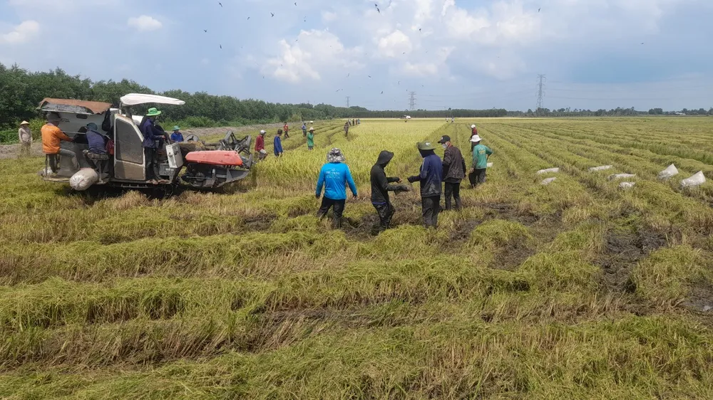 Người dân đứng quanh ruộng lúa đang thu hoạch để canh bắt chuột đồng