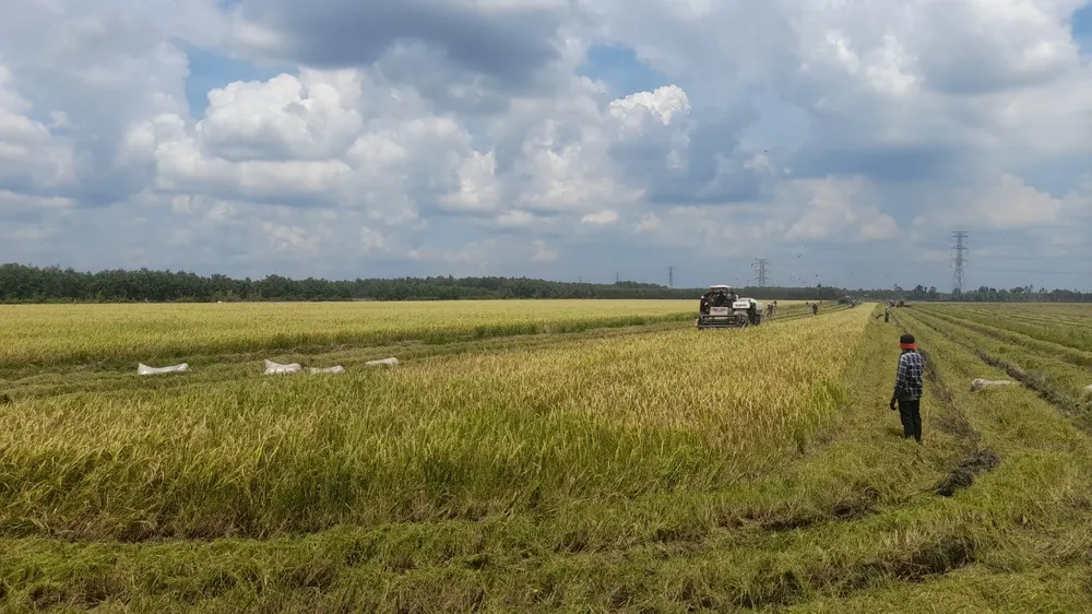 Khi chiếc máy vừa chạy qua một đường lúa thì chuột đồng sẽ chạy tán ra, từng nhóm người chạy theo dí bắt chuột