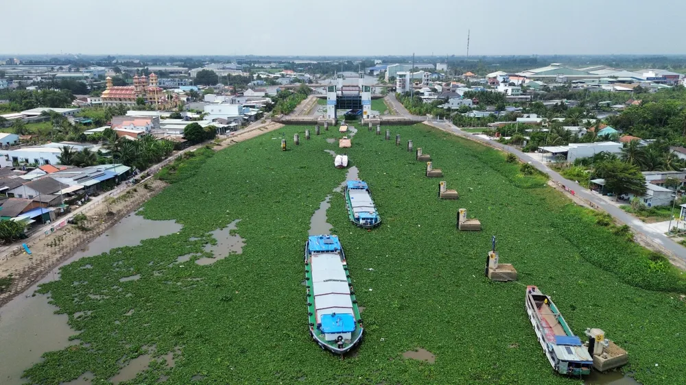 au tau rach chanh2.jpg