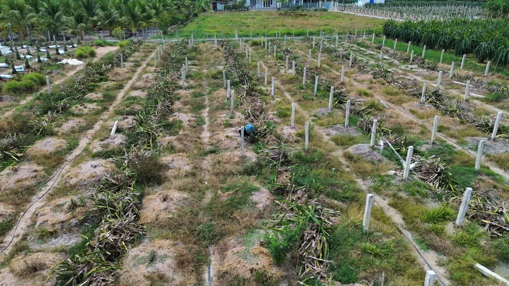 pha bo thanh long 1.jpg