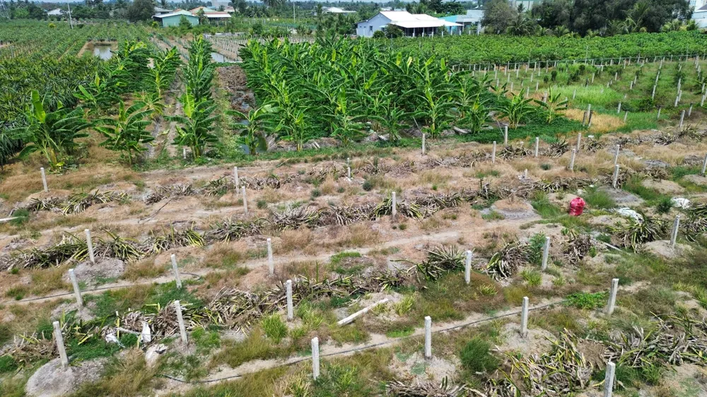 pha bo thanh long.jpg