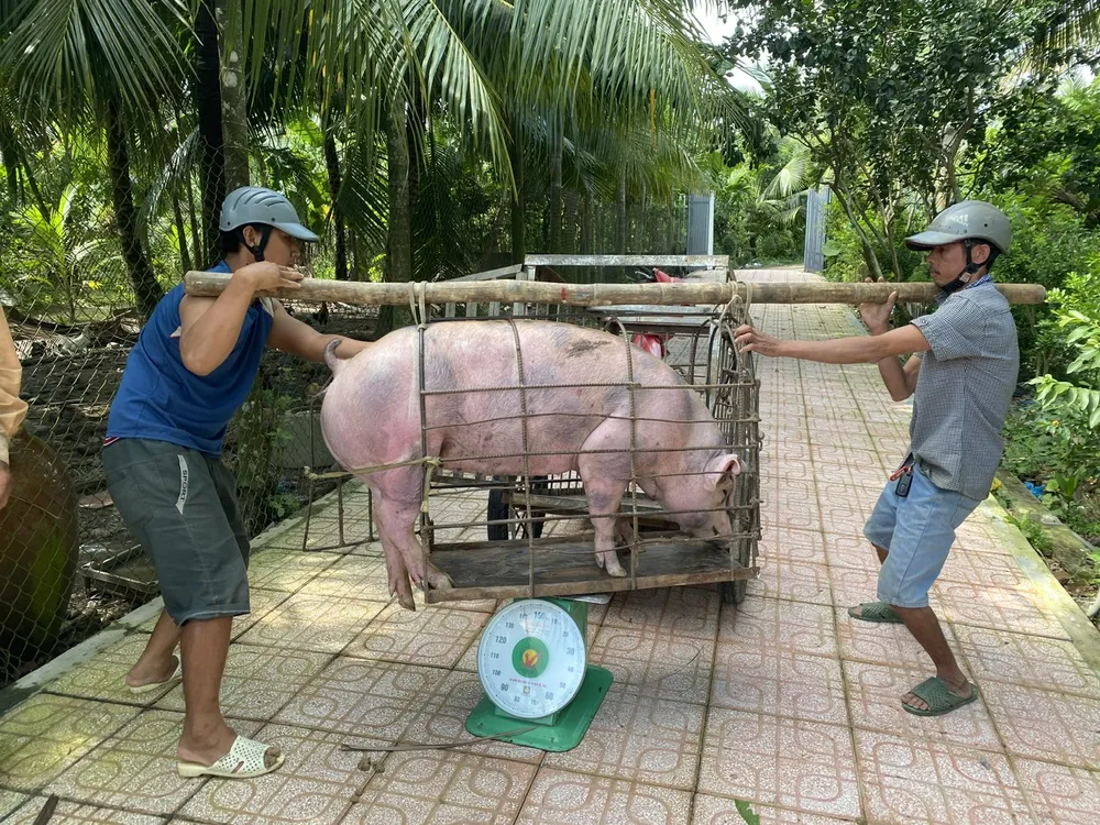 CHAN NUOI - DONG VAT3.jpg