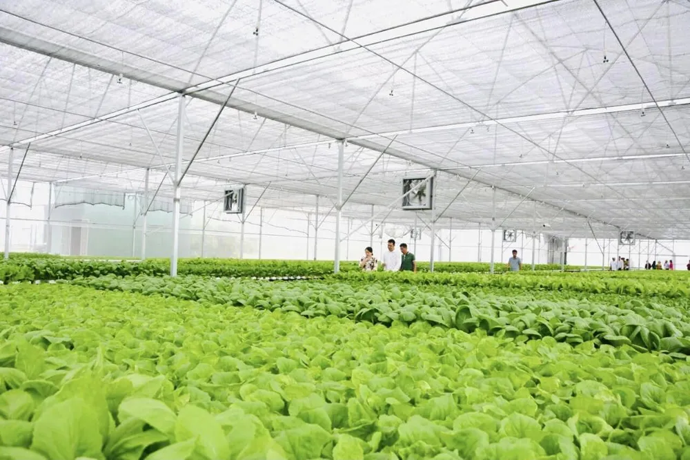 RAU CONG NGHE CAO 3.jpg