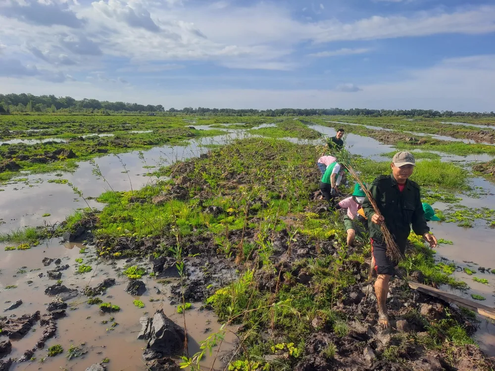 Hinh trong rung 2.jpg