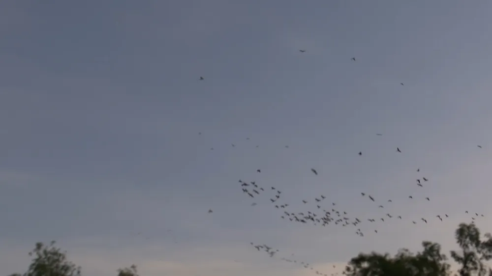 KHOI PHUC 17 HA RUNG KHU BAO TON DAT NGAP LANG SEN.00_00_59_01.Still018.jpg