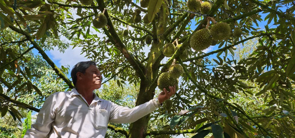 Bản sao sau rieng.jpg